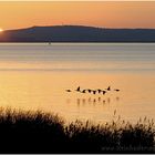 Silhouette fliegender Graugänse bei Sonnenuntergang im Ostenmeer am Steinhuder Meer