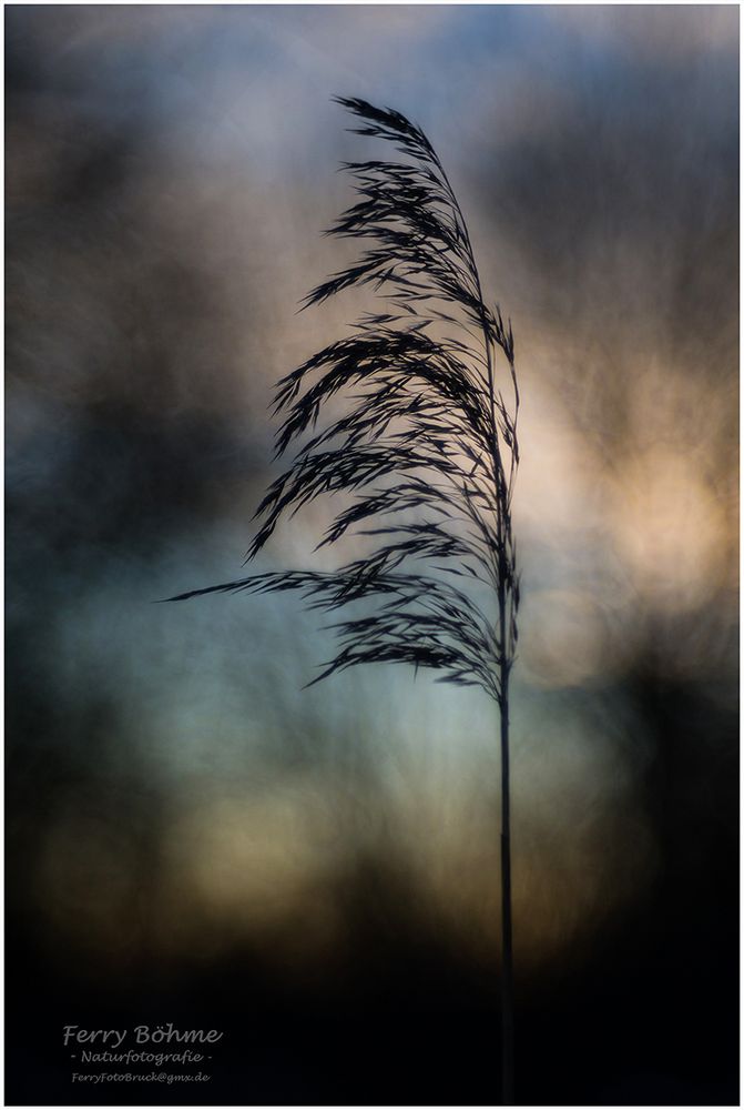 Silhouette im Abendlicht