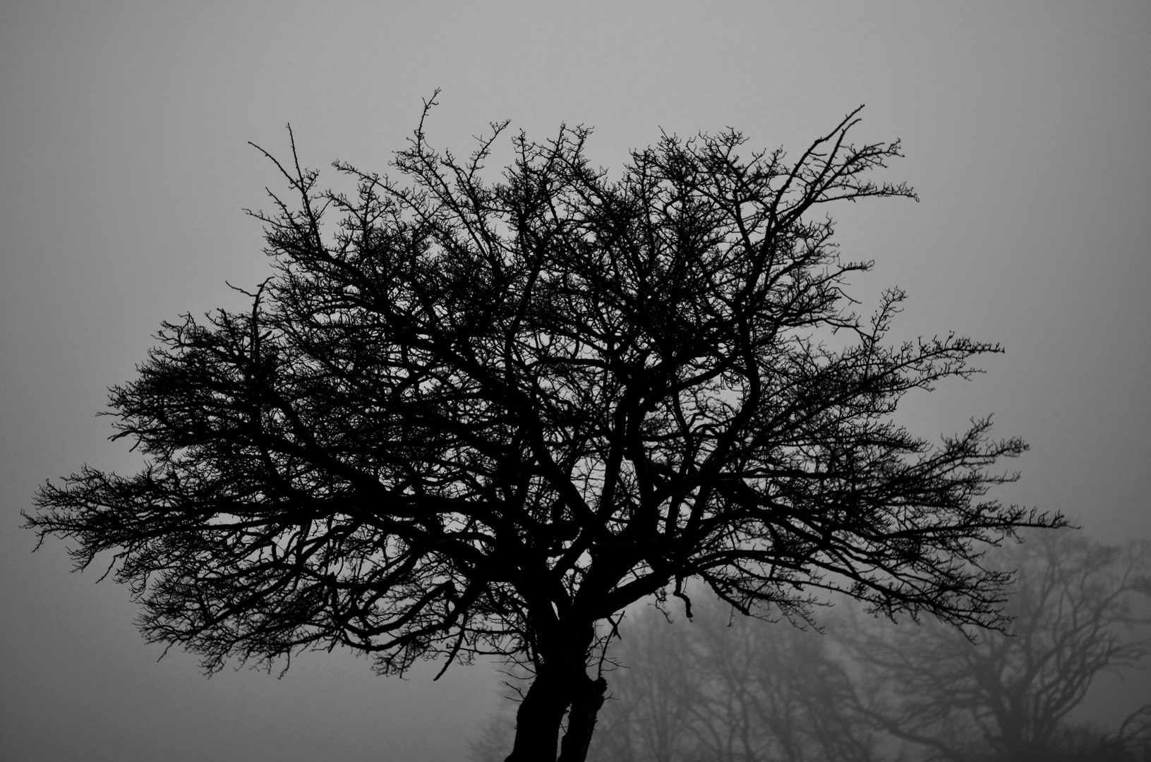 Silhouette im Nebel