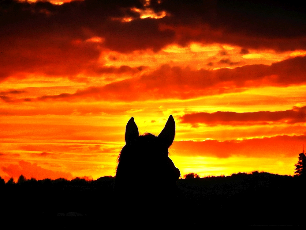 Silhouette im Sonnenuntergang