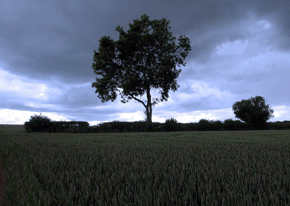 Silhouette in a Gloucestershire field