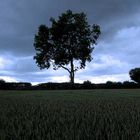 Silhouette in a Gloucestershire field