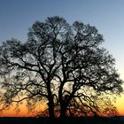 Silhouette in der Abenddämmerung (1)