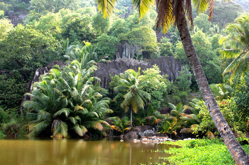 Silhouette Island Dschungel