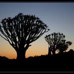 Silhouette Köcherbäume