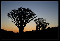 Silhouette Köcherbäume