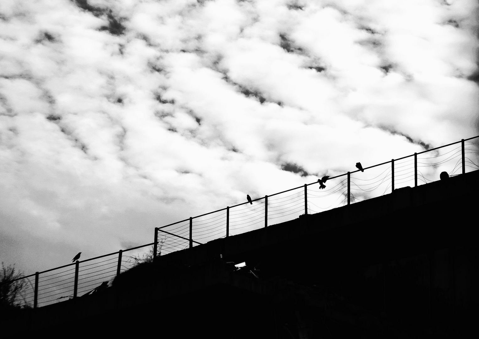 Silhouette - Krähen auf Geländer / S/W Dramatischer Himmel