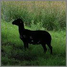 silhouette of a black sheep at holystone hall