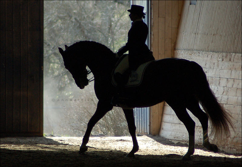 Silhouette of a horse