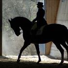 Silhouette of a horse