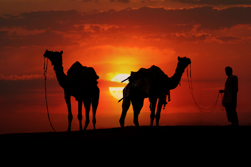 Silhouette of Camels in the Desert at Sunset