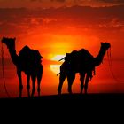 Silhouette of Camels in the Desert at Sunset