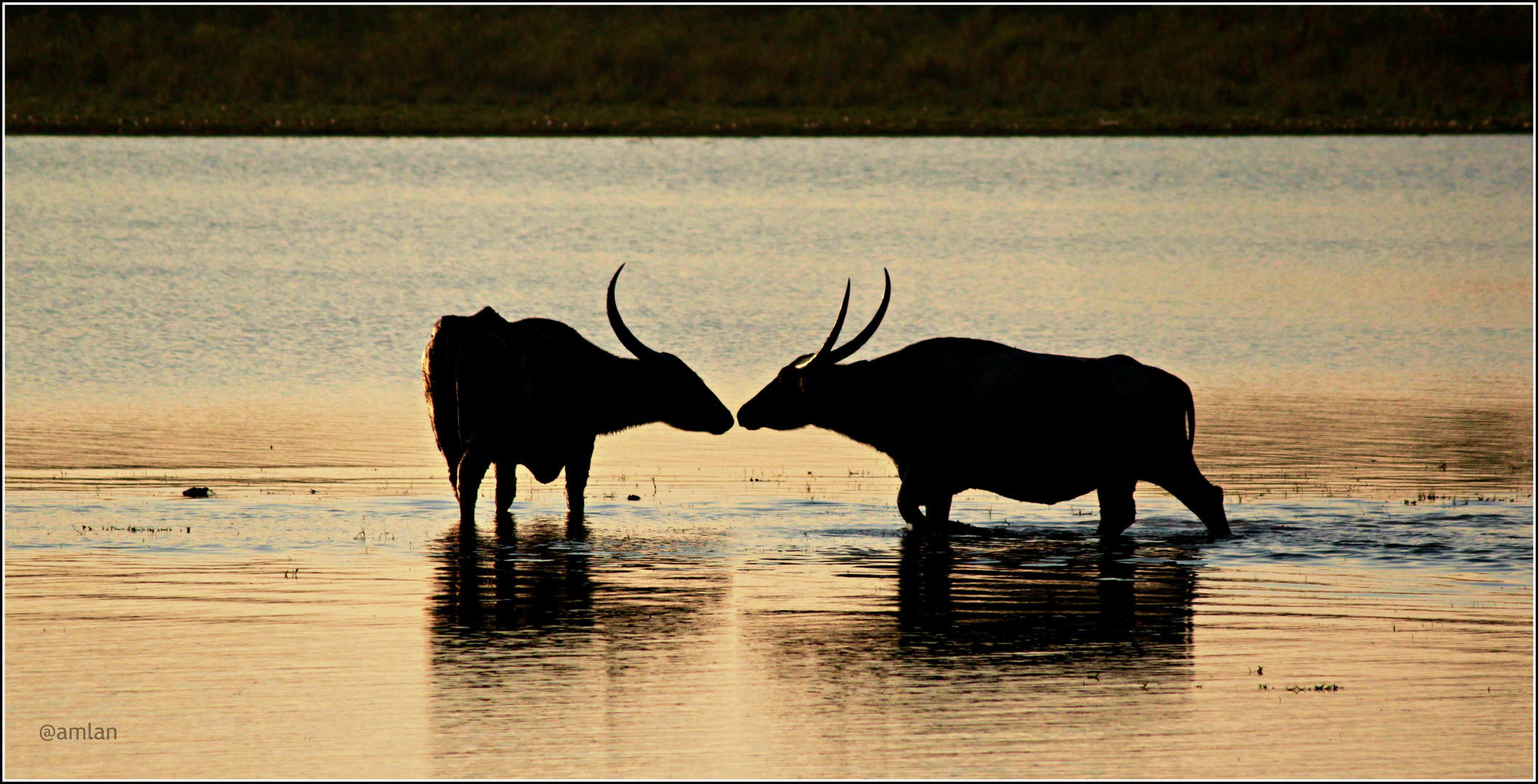 SILHOUETTE OF WILD WATER BUFFALOES,  "HONEY WHATS THE PLAN TONIGHT"?