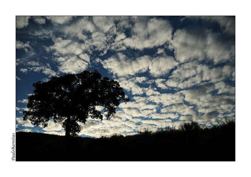 Silhouette Tree