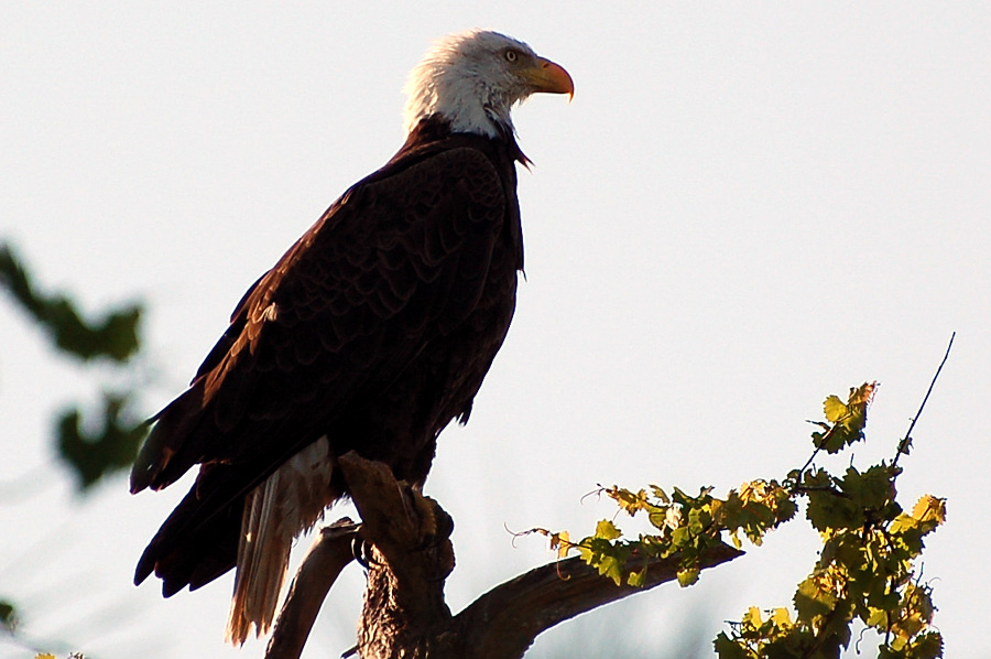 Silhouette vom Bald Eagle - Weisskopfseeadler ...