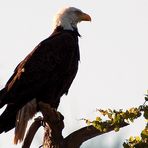 Silhouette vom Bald Eagle - Weisskopfseeadler ...