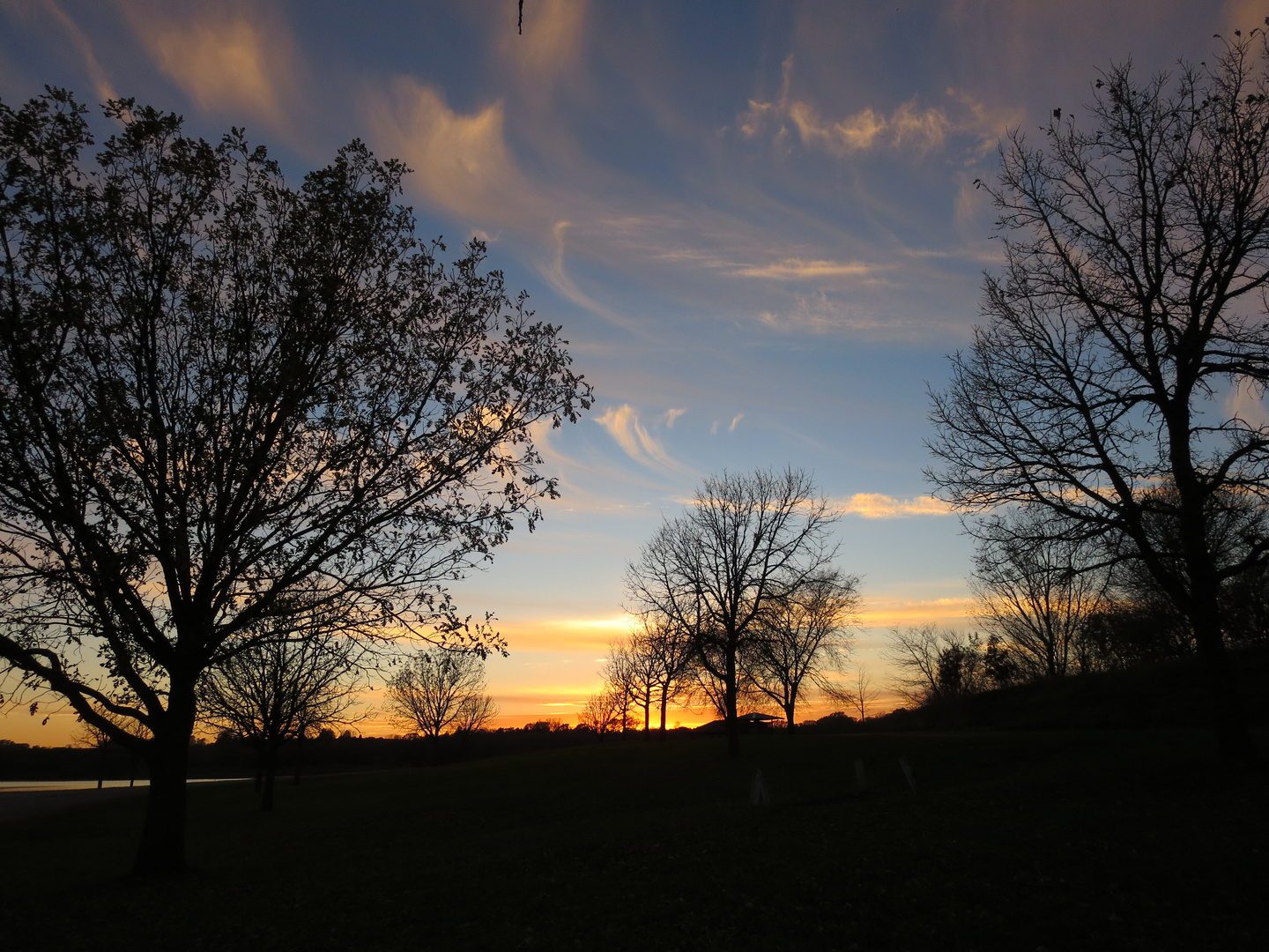 Silhouette von Bäumen