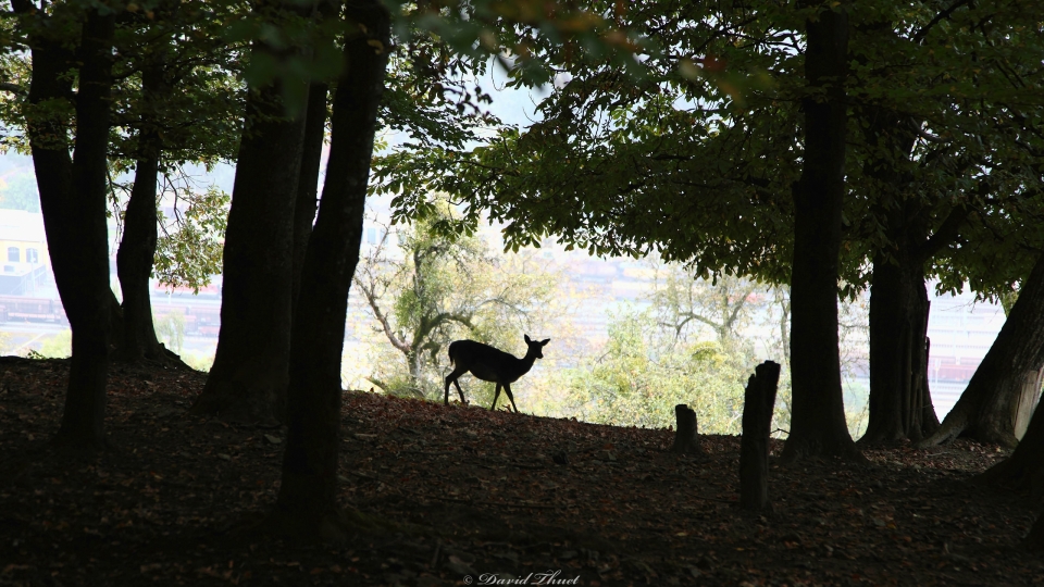 Silhouette von einer Damhirschkuh