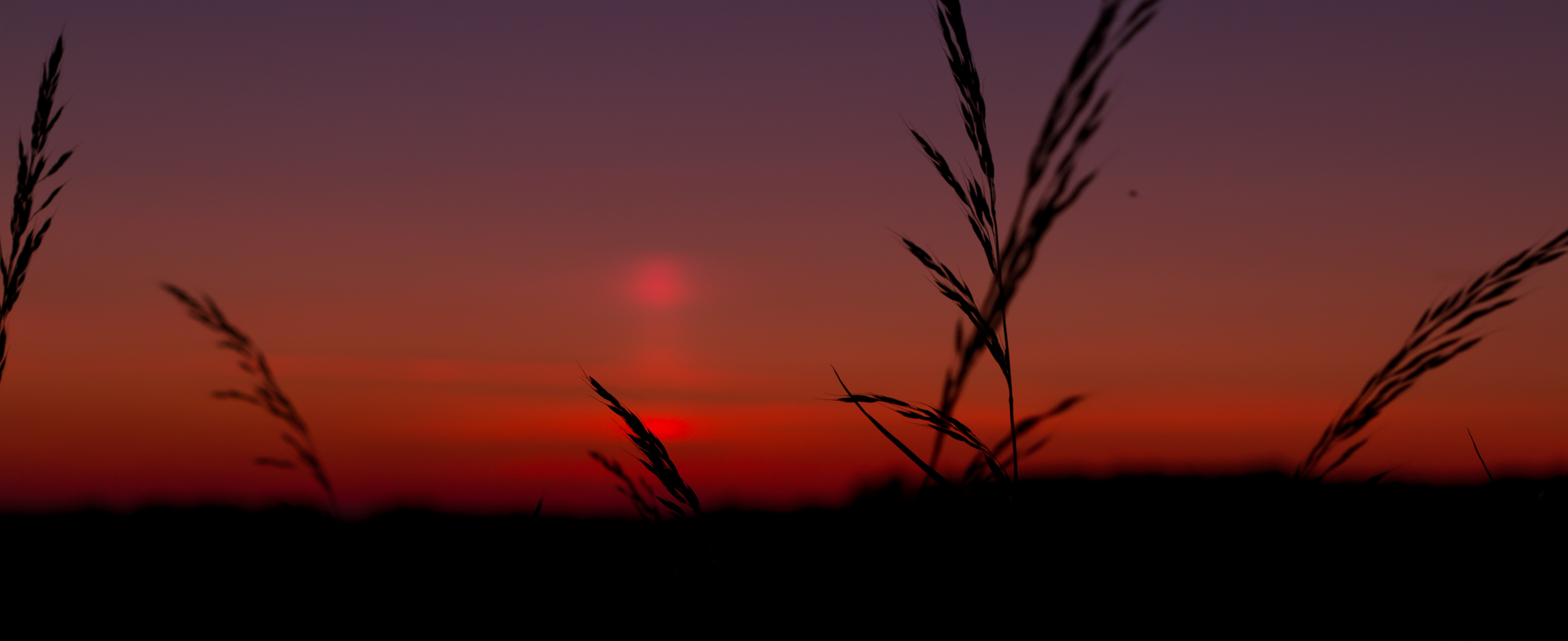 Silhouette von Getreide im Abendrot