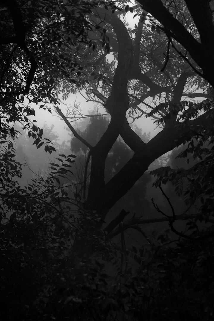 silhouette.fog.woods