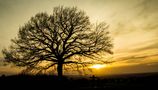 Silhouetten von Gerrit Güldenhaupt 