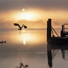 Silhouetten am See