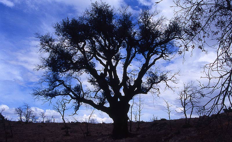 Silhouetten-Baum