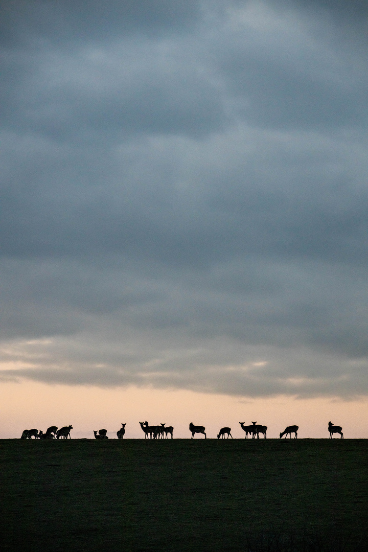 Silhouetten der Rehe nach Sonnenuntergang