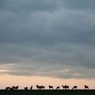 Silhouetten der Rehe nach Sonnenuntergang