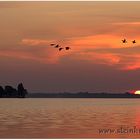 Silhouetten fliegender Graugänse im Morgenrot bei Sonnenaufgang am Steinhuder Meer mit Wilhelmstein