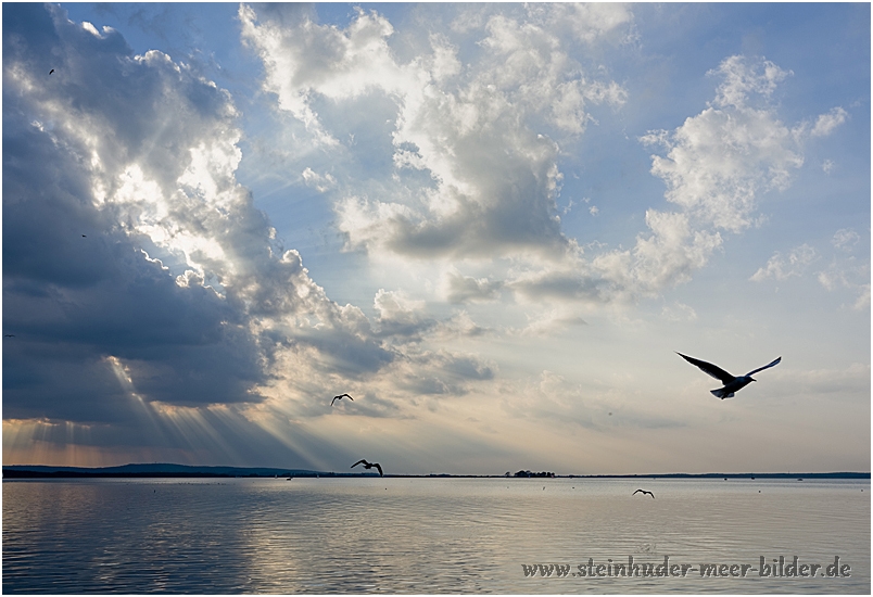 Silhouetten fliegender Möwen vor dramatischem Wolkenhimmel am Steinhuder Meer