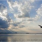 Silhouetten fliegender Möwen vor dramatischem Wolkenhimmel am Steinhuder Meer