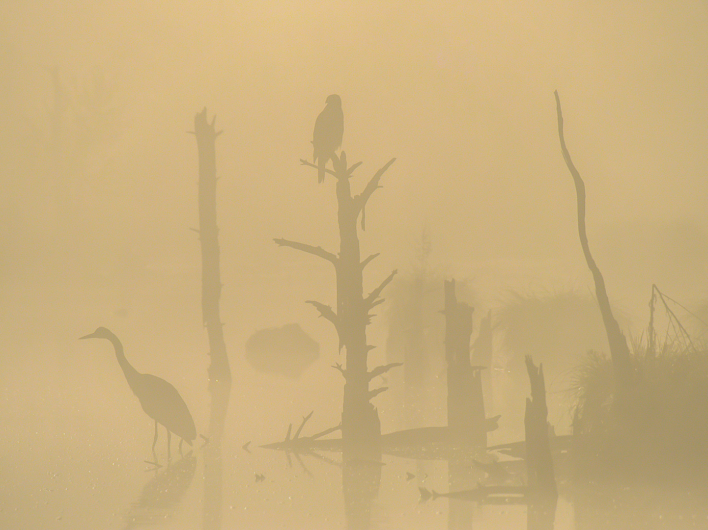 Silhouetten im Nebel