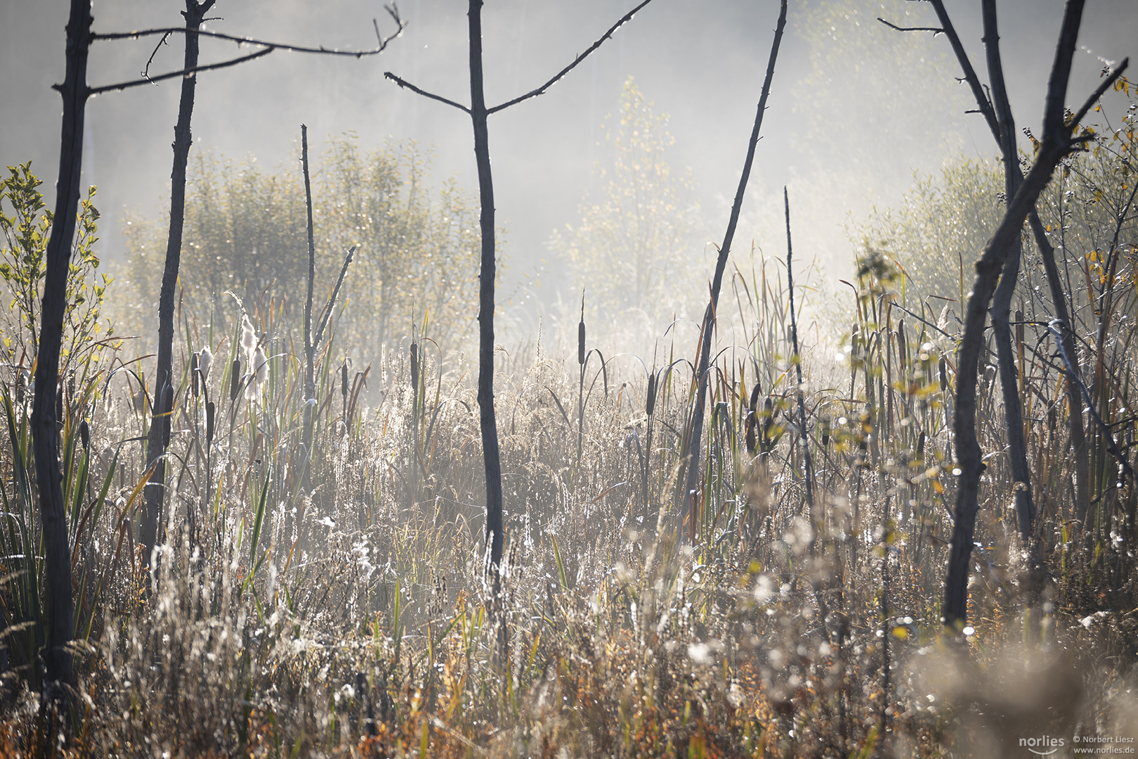 Silhouetten im Nebel