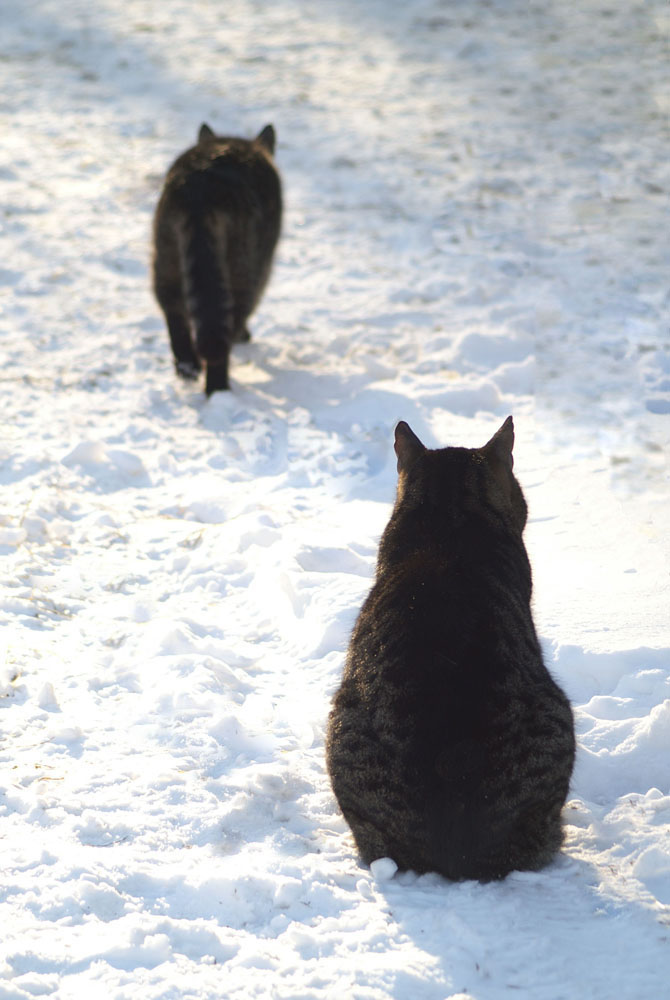 Silhouetten im Schnee