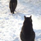 Silhouetten im Schnee