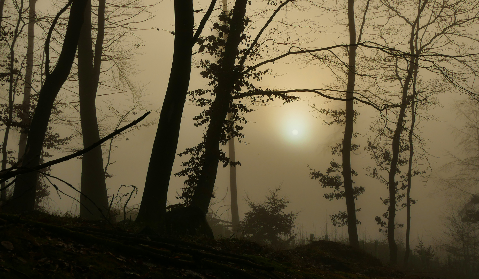 Silhouetten im winterlichen Walde....