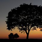 Silhouetten in der Abenddämmerung