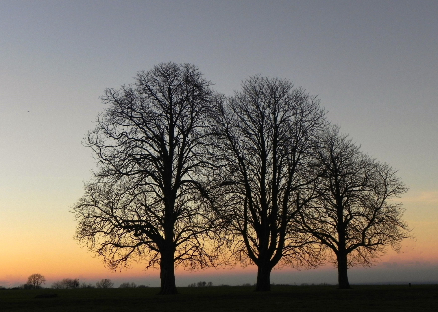 Silhouetten in der Abenddämmerung (2)