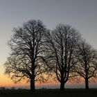 Silhouetten in der Abenddämmerung (2)