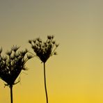 Silhouetten in Orange