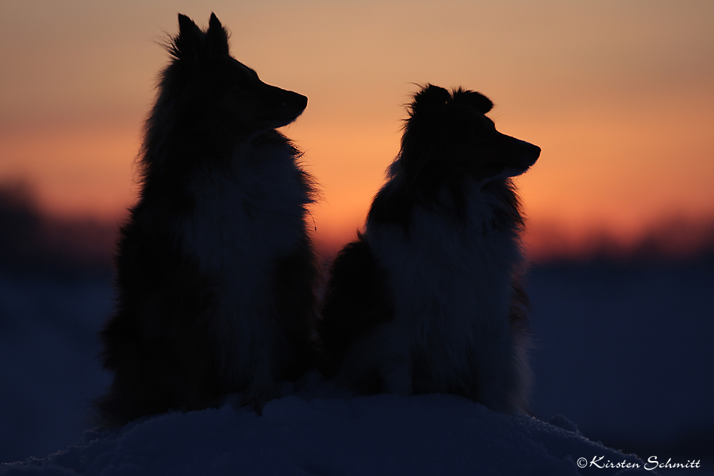 Silhouetten meiner Shelties