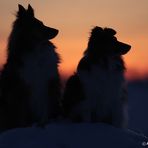 Silhouetten meiner Shelties