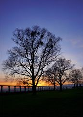 Silhouetten mit Schmarotzern