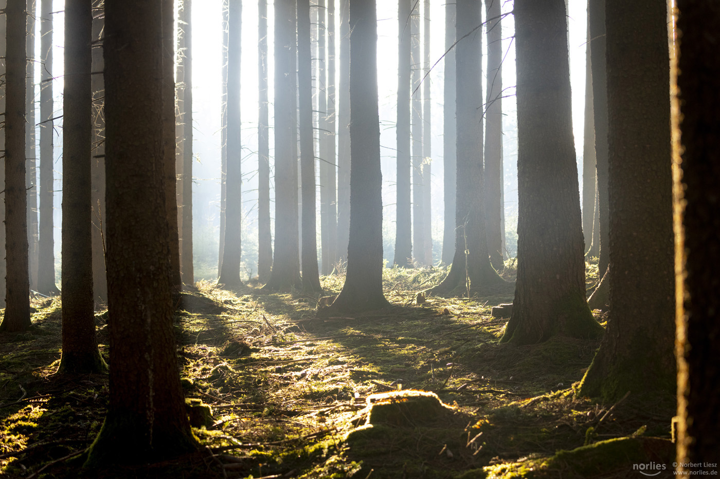 Silhouetten Wald