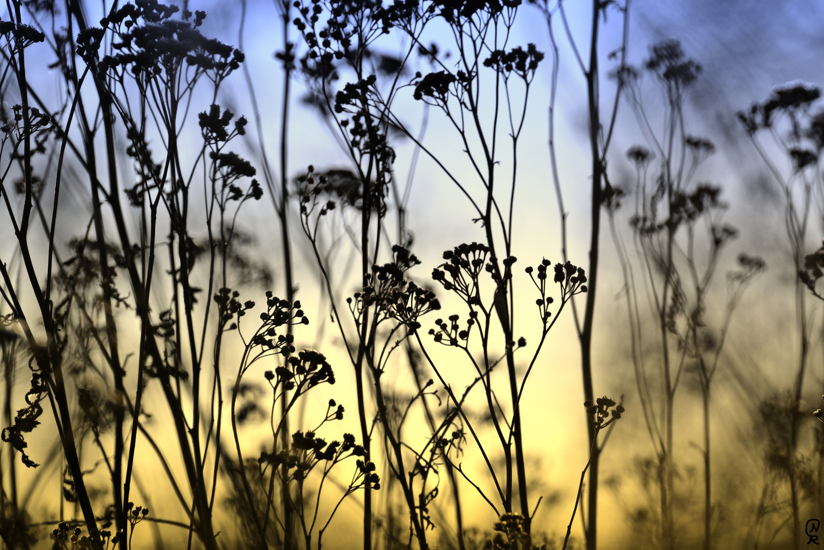 silhouettes