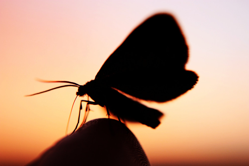 silhouettes of beauty...