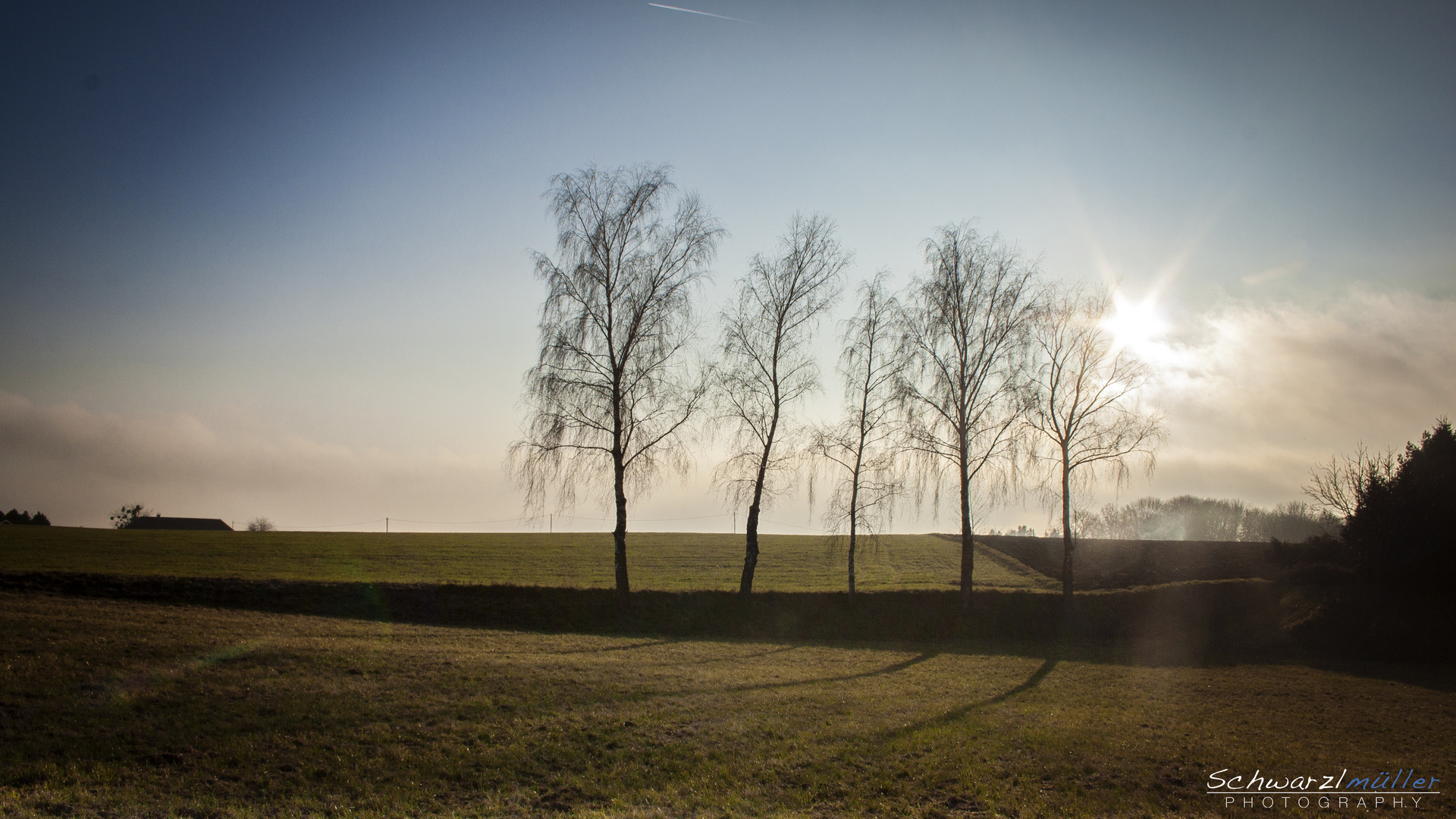 Silhoutte Baum