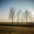 Silhoutte Baum