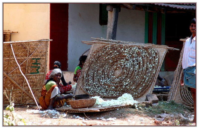 Silk Worms